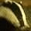 badger