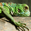 iguana007